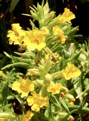 Diplacus clevelandii