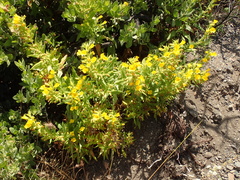 Diplacus clevelandii