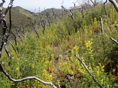 Diplacus clevelandii