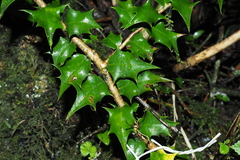Ilex bioritsensis