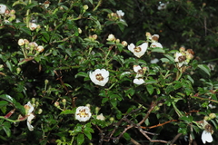 Rosa transmorrisonensis