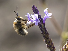 Eucera gracilipes