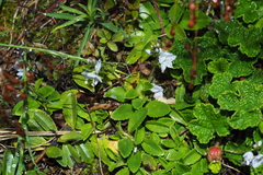 Veronica morrisonicola