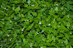 Persicaria runcinata