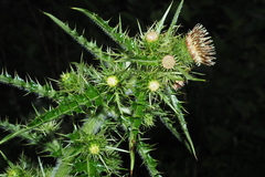 Cirsium arisanense