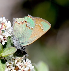 Callophrys affinis apama