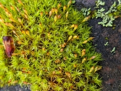 Gymnostomum aeruginosum