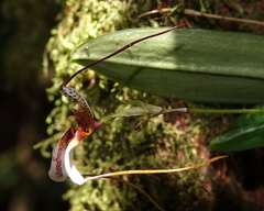Masdevallia hortensis