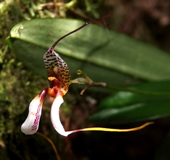 Masdevallia hortensis