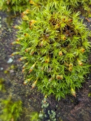 Gymnostomum aeruginosum