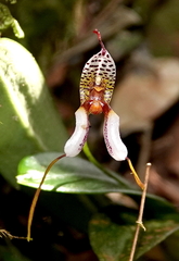 Masdevallia hortensis