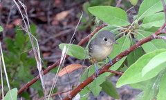 Vireo gundlachii