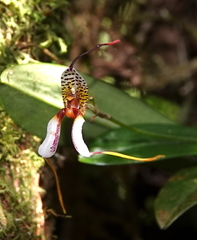 Masdevallia hortensis