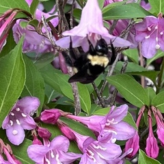 Bombus auricomus