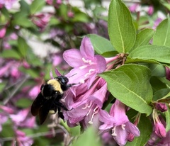 Bombus auricomus