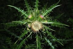 Cirsium arisanense