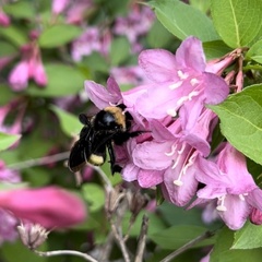 Bombus auricomus