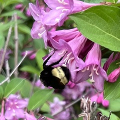 Bombus auricomus