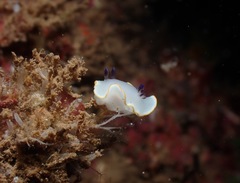 Ardeadoris scottjohnsoni