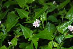 Persicaria runcinata