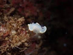 Ardeadoris scottjohnsoni