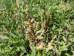 Rumex altissimus