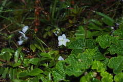 Veronica morrisonicola