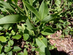 Rumex altissimus