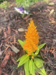 Celosia argentea plumosa