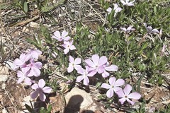 Phlox alyssifolia