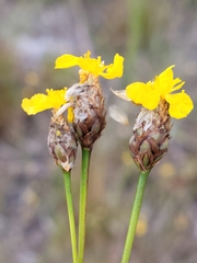Xyris elliottii