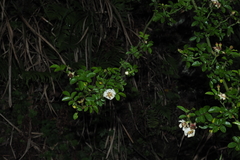 Rosa transmorrisonensis