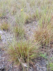 Xyris elliottii