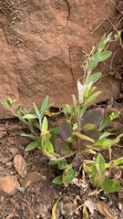 Crotalaria stipularia