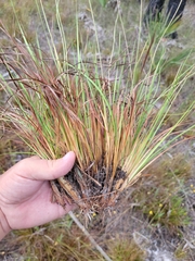 Xyris elliottii