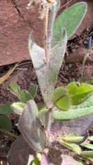 Crotalaria stipularia