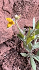 Crotalaria stipularia