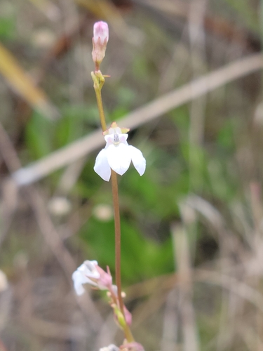 Image of White Lobelia (Lobelia paludosa) by (c) Jay Horn, some rights reserved (CC BY)