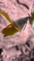 Crotalaria stipularia