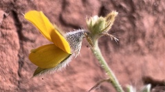 Crotalaria stipularia