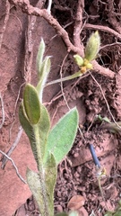 Crotalaria stipularia