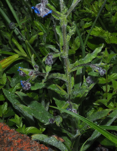 Image of Cynoglossum Alpestre (Cynoglossum alpestre) by (c) Lin Scott, some rights reserved (CC BY)