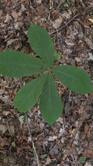 Asimina triloba