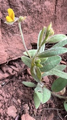 Crotalaria stipularia