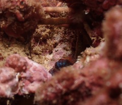 Callistoctopus luteus