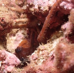 Callistoctopus luteus