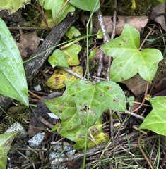 Colletotrichum trichellum