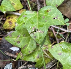 Colletotrichum trichellum
