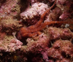 Callistoctopus luteus