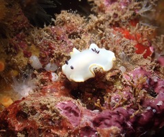 Ardeadoris scottjohnsoni